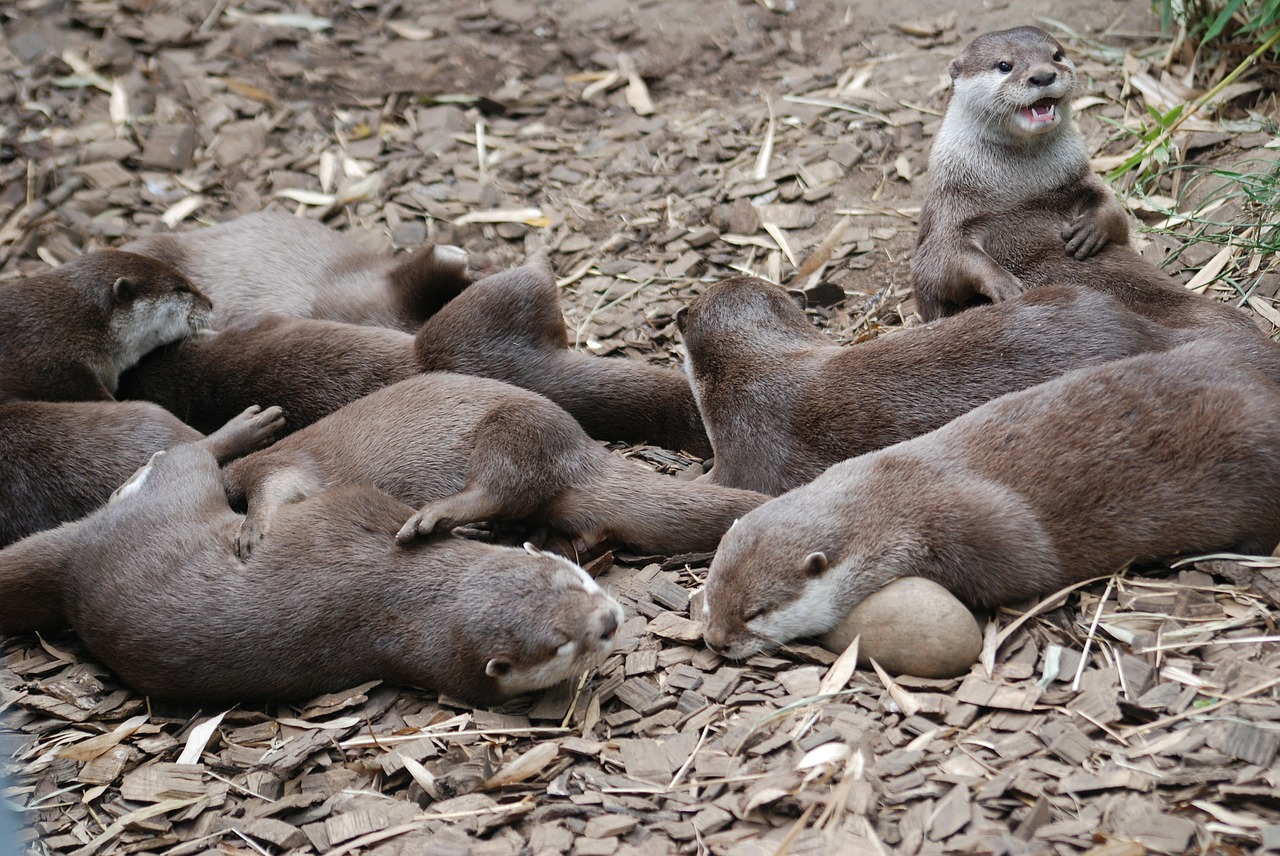 otters otter close-up free photo