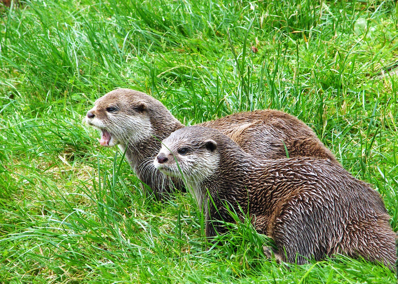 otters animals mammals free photo