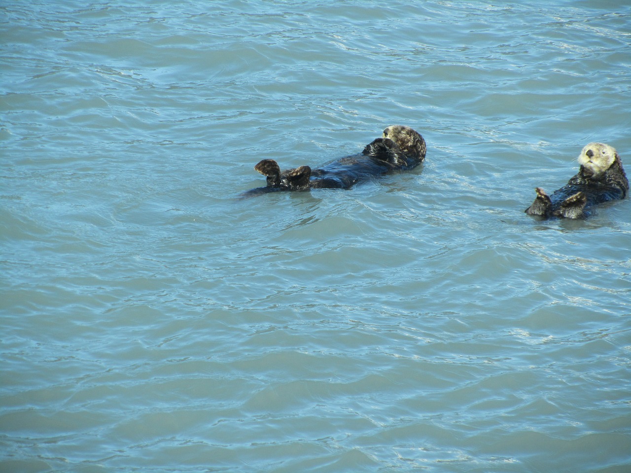 otters sea animal free photo