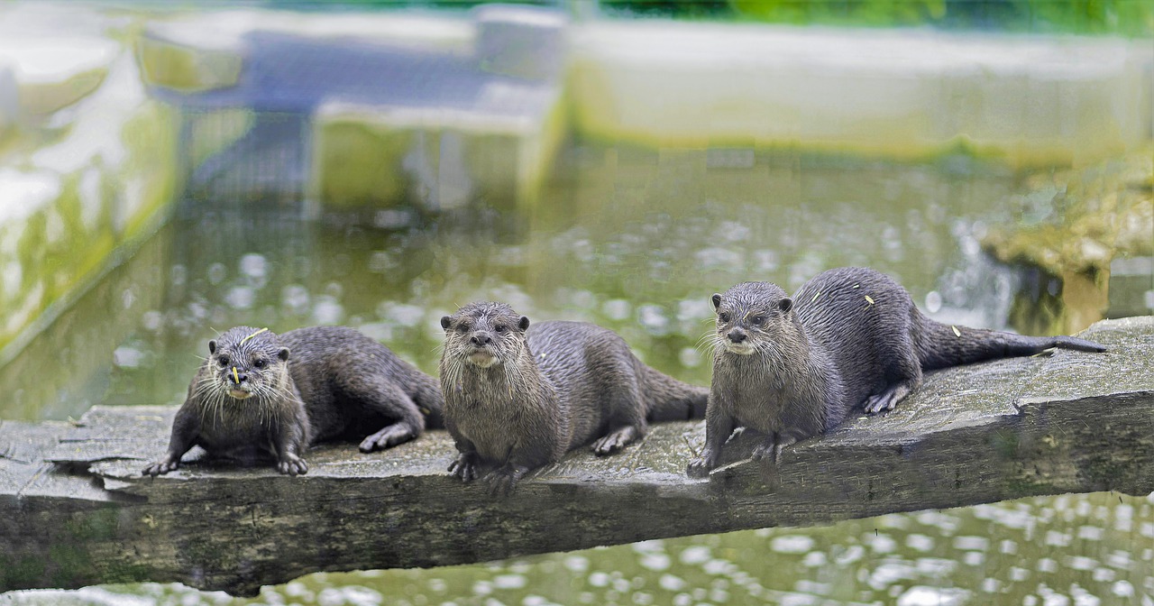 otters  mammals  cute free photo