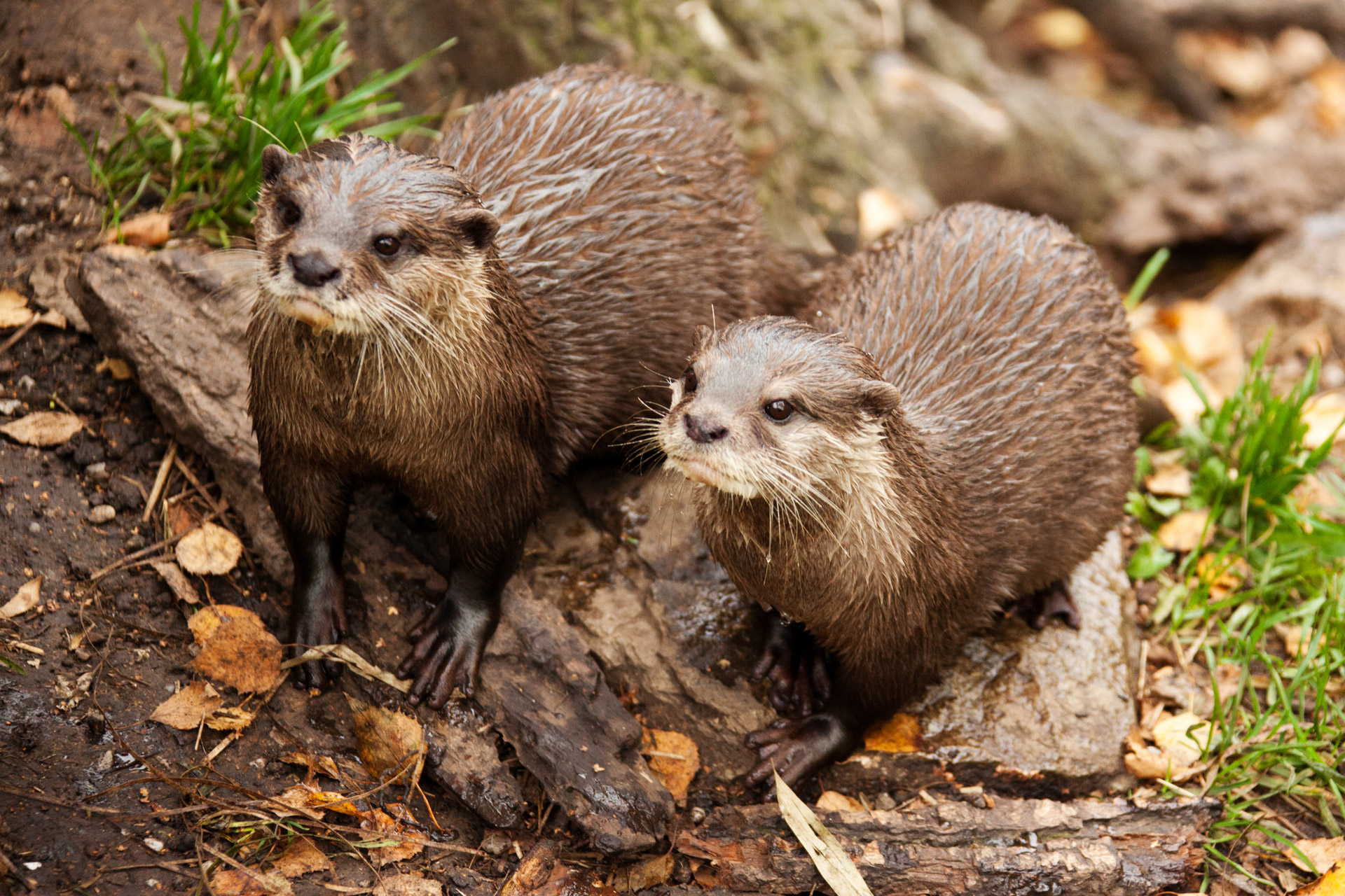 animal brown two otters free photo