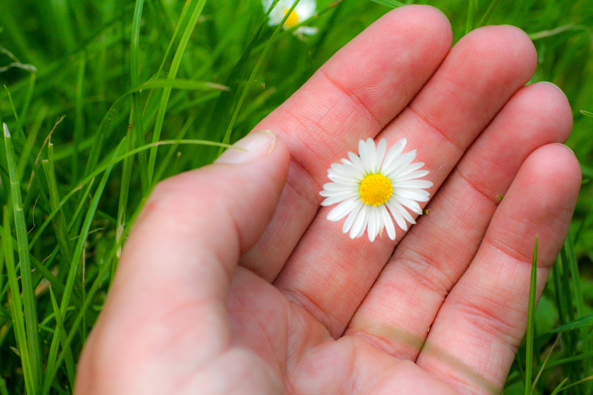 hand grass daisy free photo