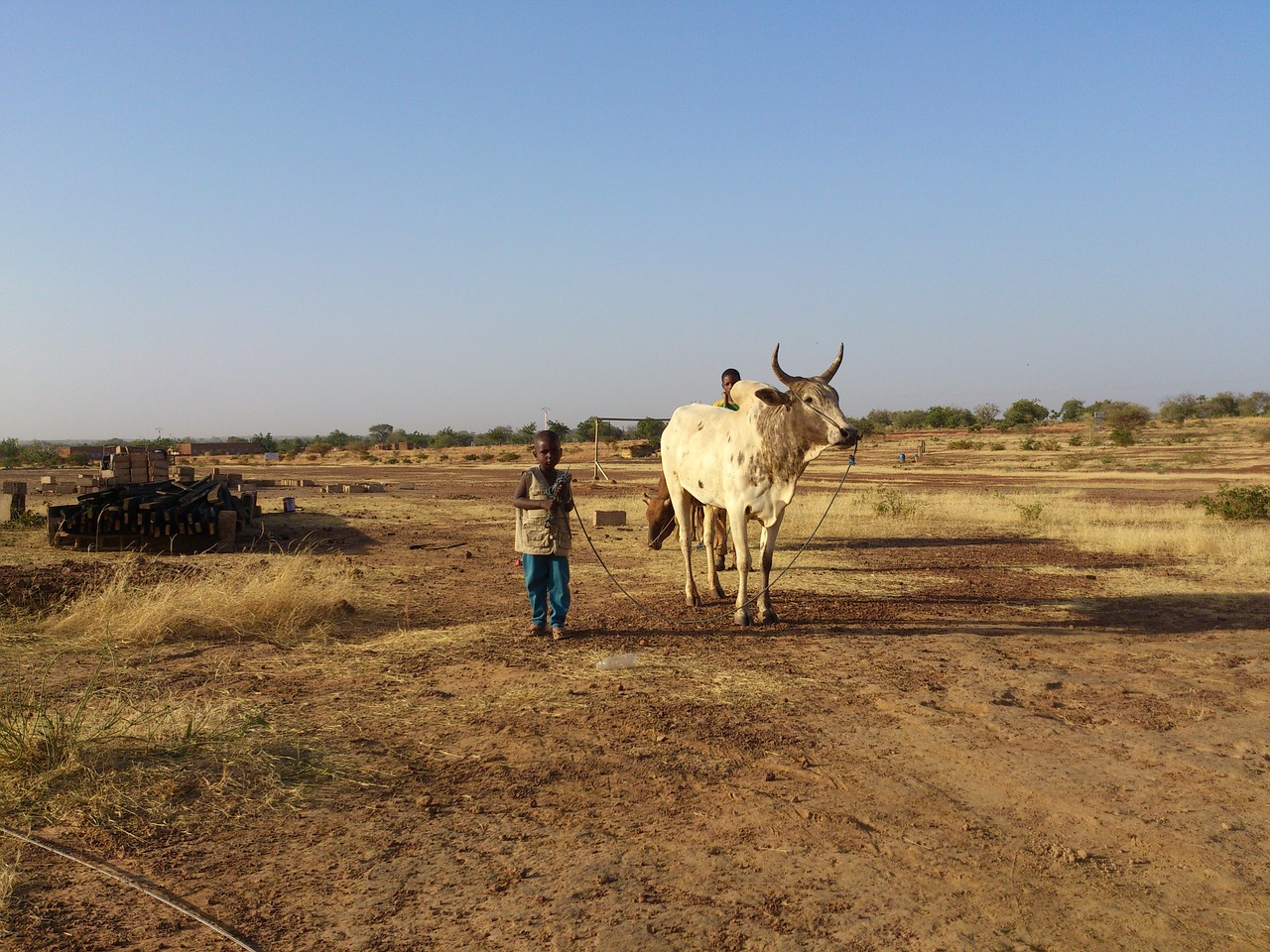 ouahigouya burkina faso cow free photo