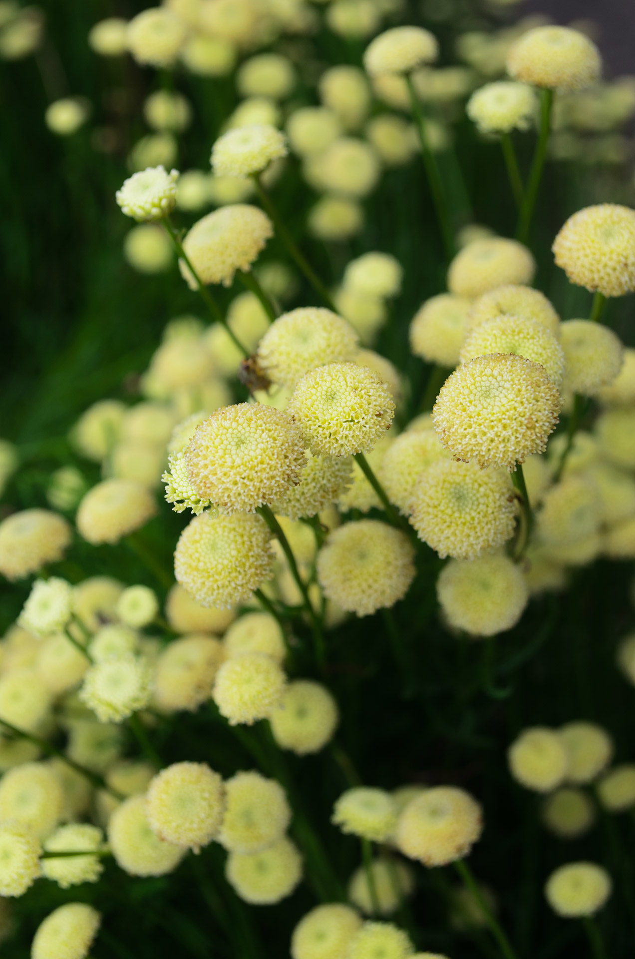 flowers flower bloom free photo