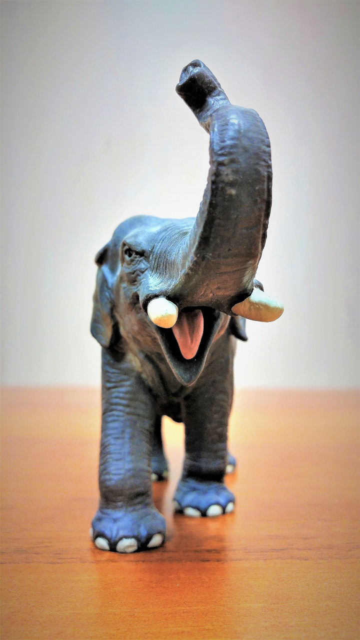 out of focus  young  elephant angry free photo