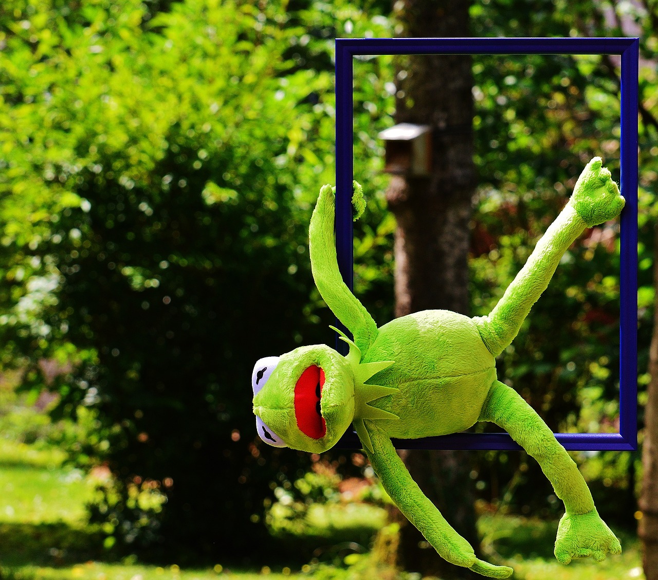 out of the ordinary kermit frog free photo