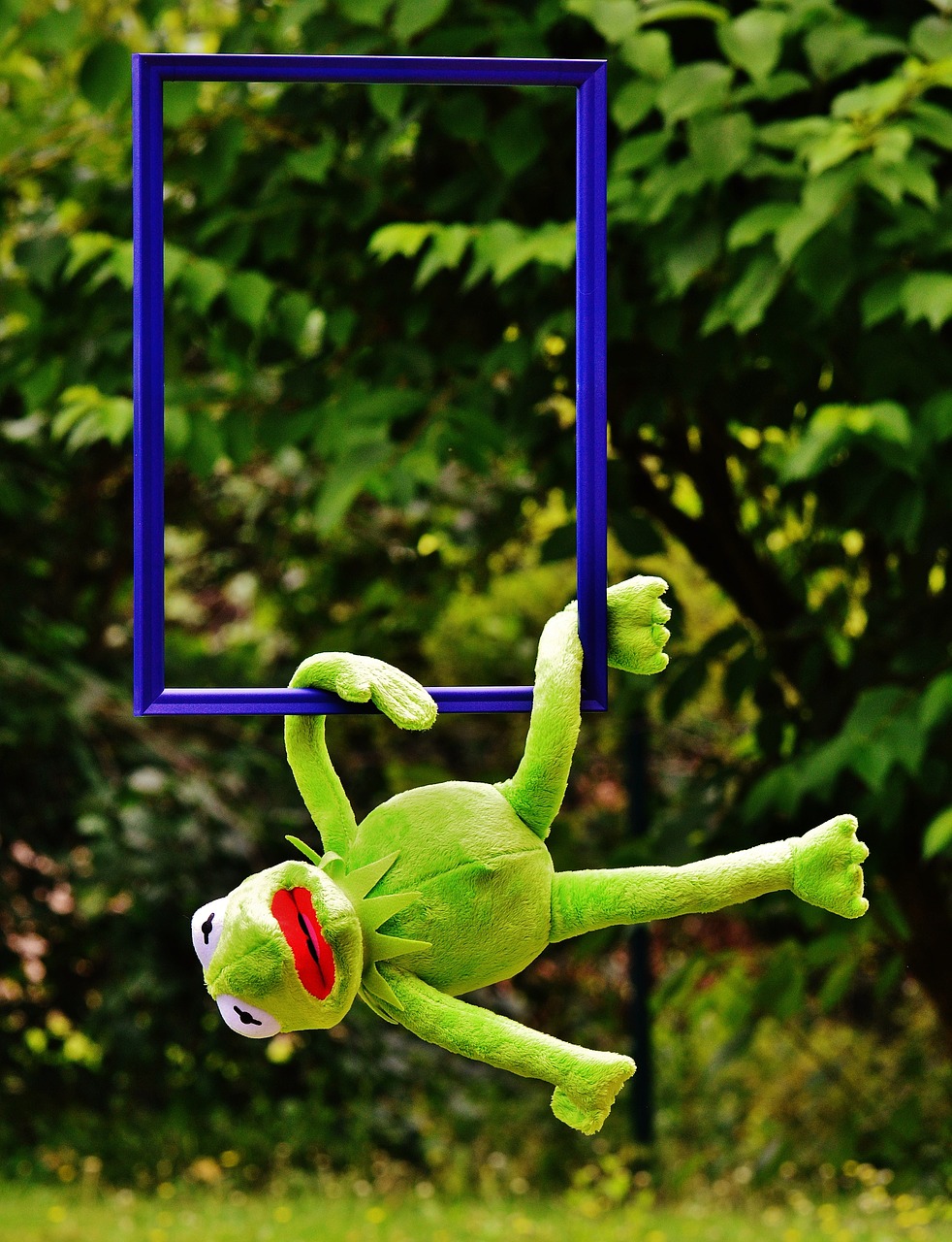 out of the ordinary kermit frog free photo