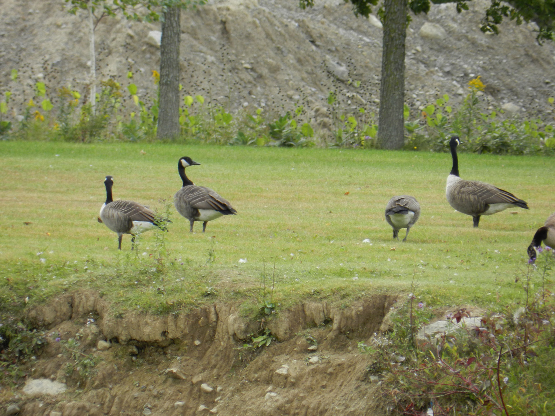 geese migratory idle free photo
