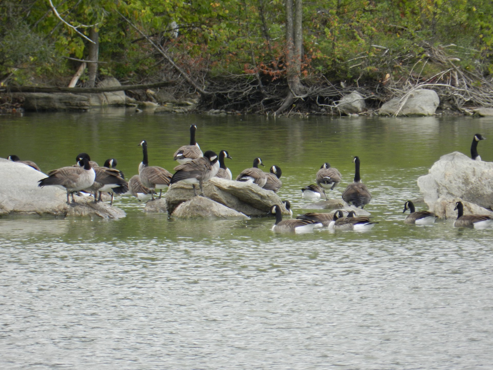 branta canadensis geese canada free photo