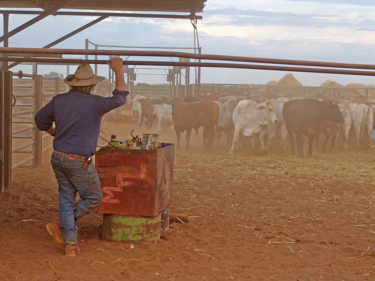 outback cattle drover free photo