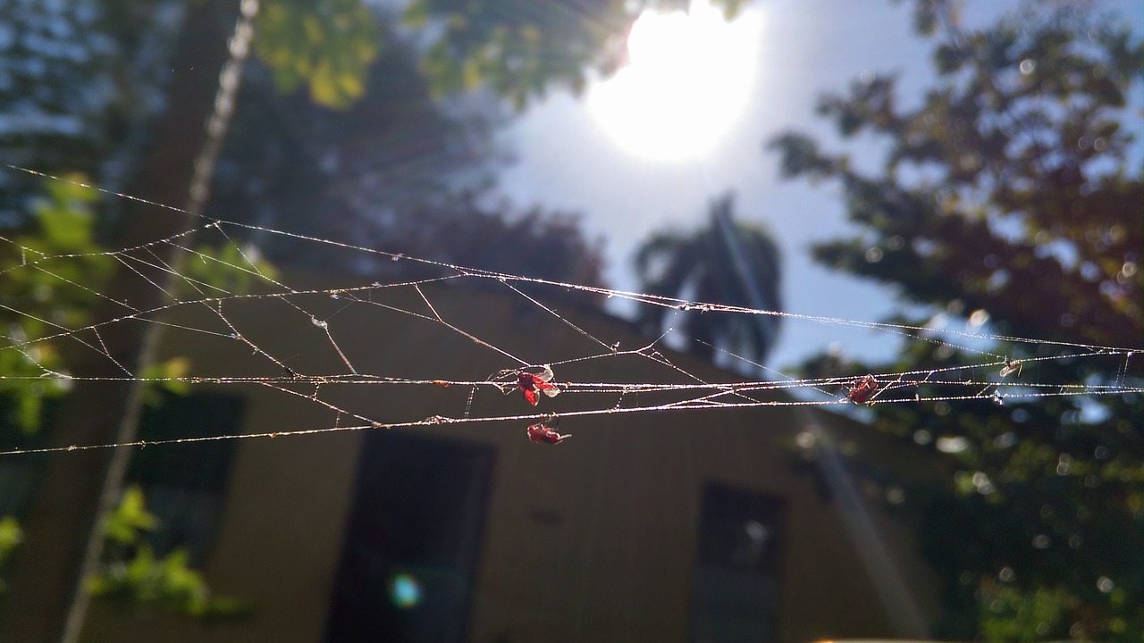 outback country spiderweb free photo