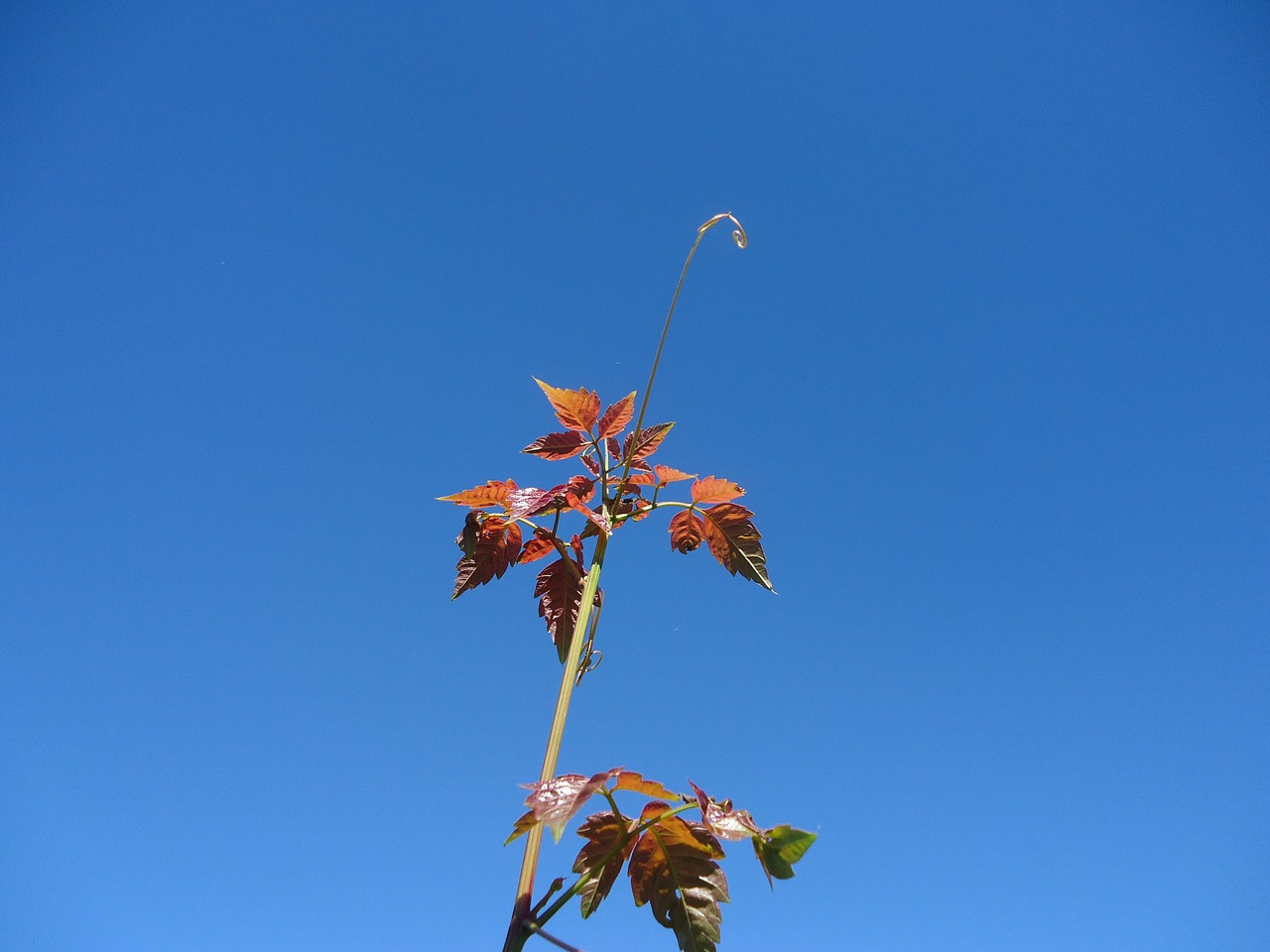 outbreak vine leaves free photo