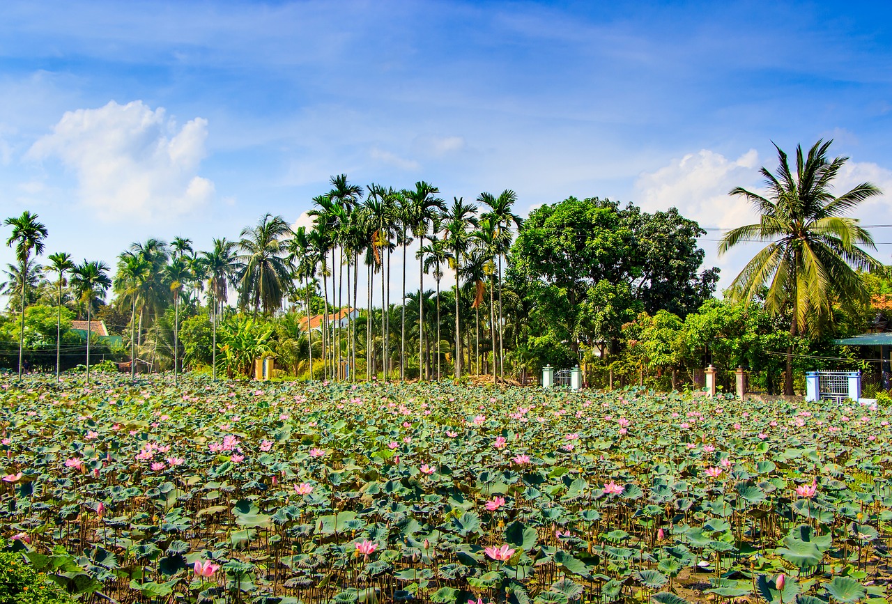 lotus ninh hoa free photo