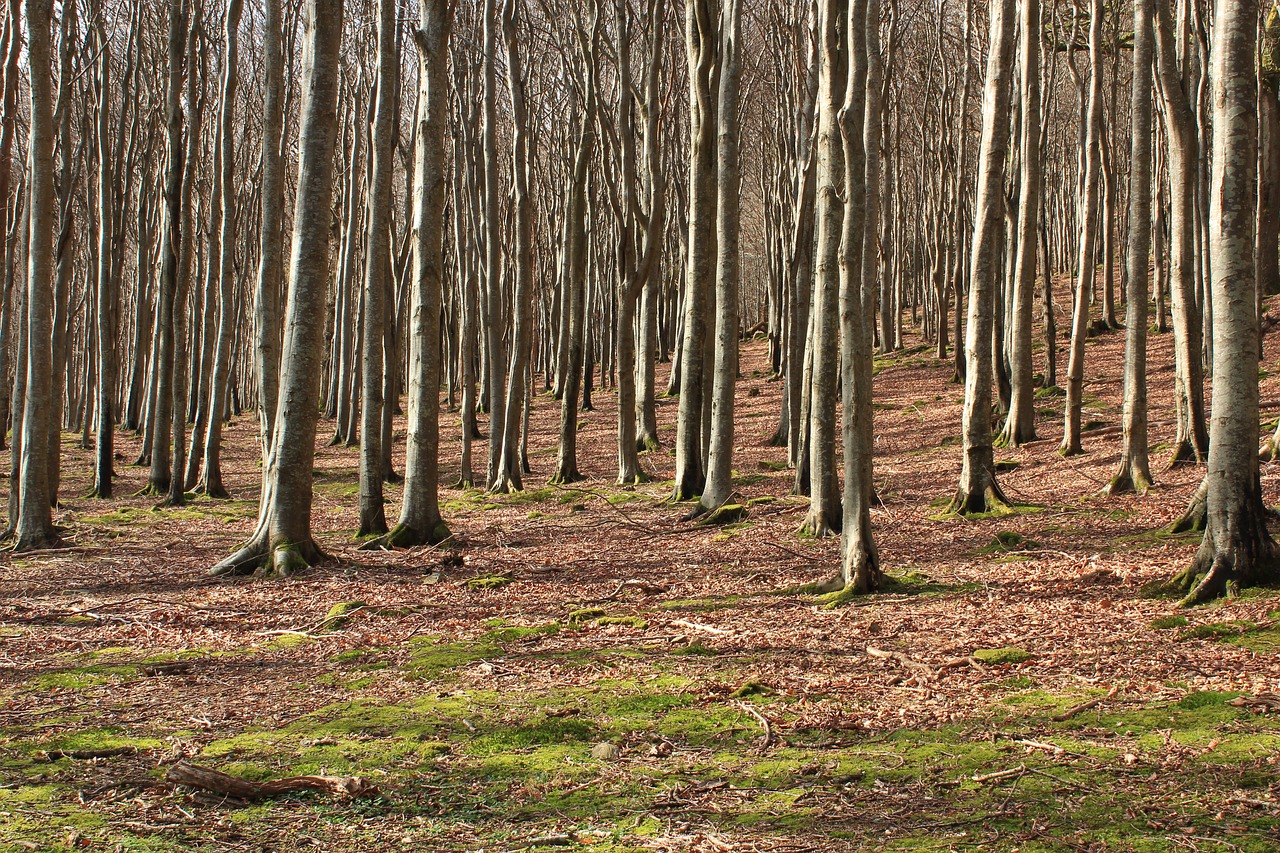 outdoor forest nature free photo