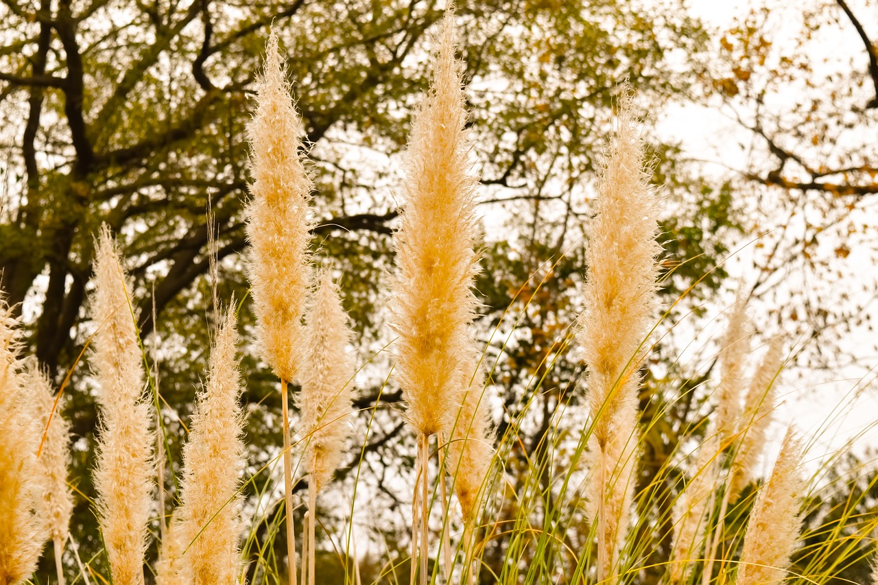 outdoor tree grass free photo