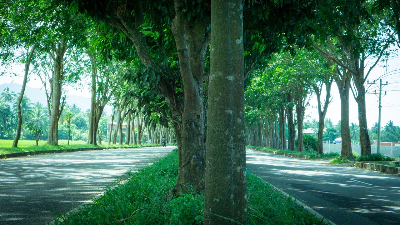 outdoor road trees free photo