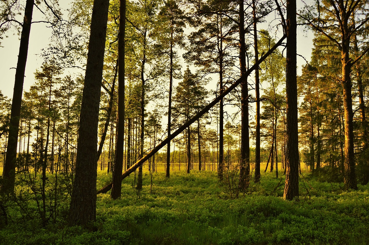 outdoor nature sunset free photo