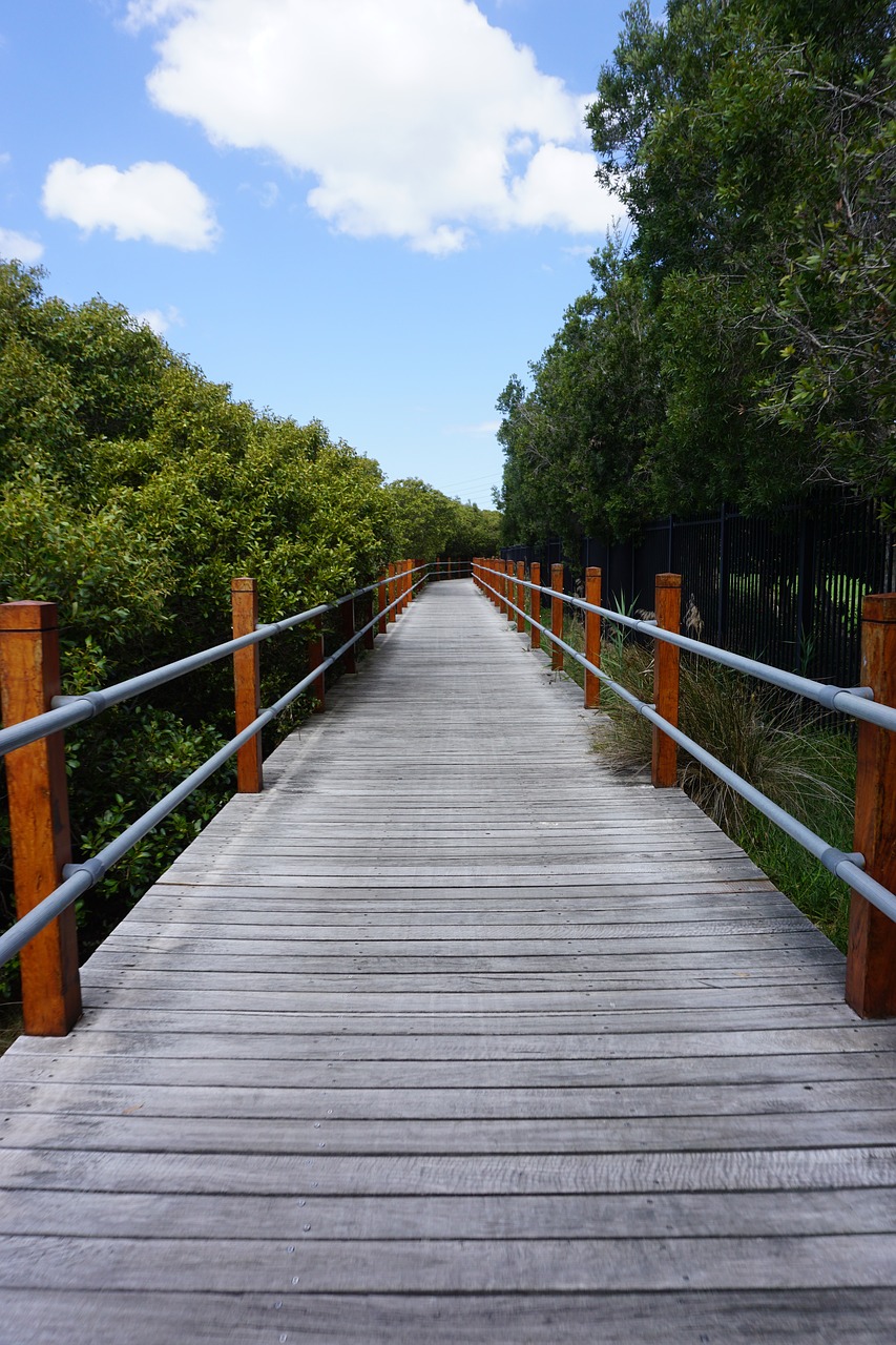 outdoor nature bridge free photo