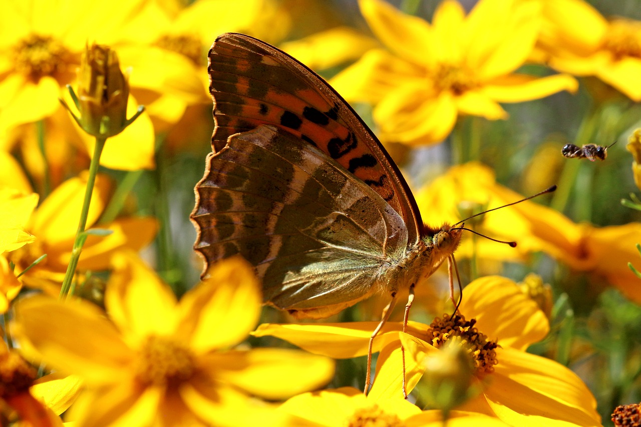 outdoor summer macro free photo