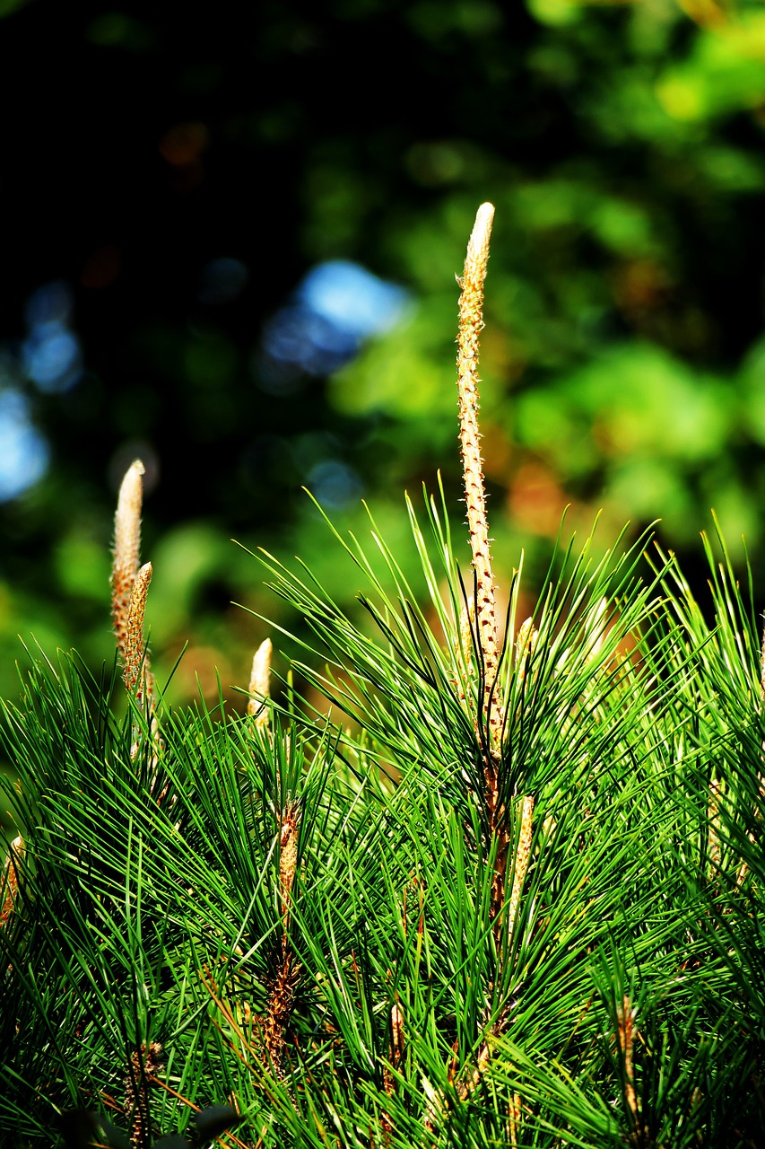 outdoor nature tree free photo