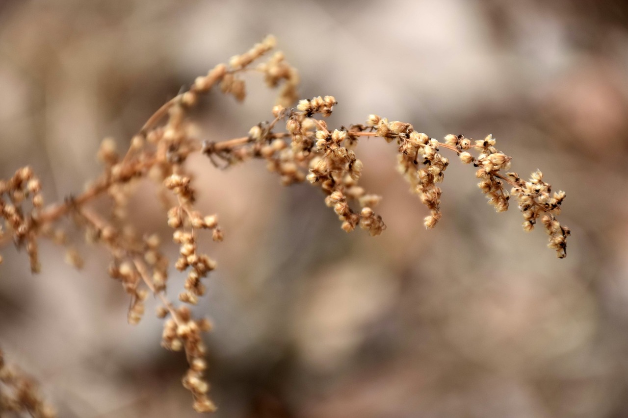 outdoor nature winter free photo