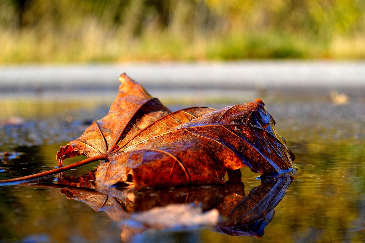 outdoor nature autumn free photo