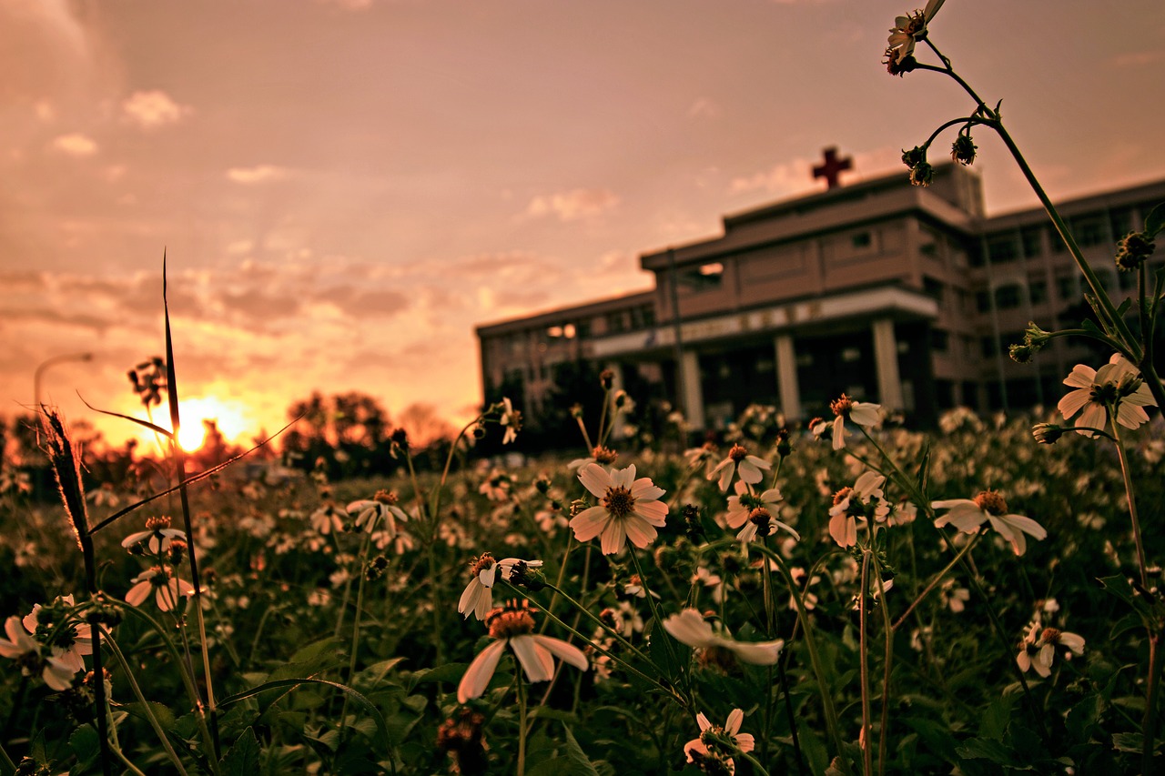 outdoor sky flower free photo