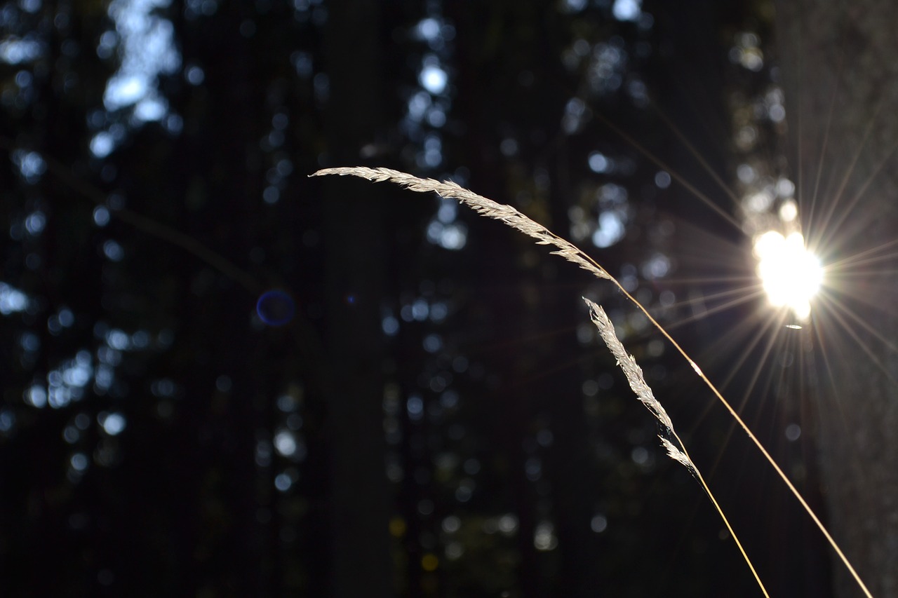 outdoor  shiny  christmas free photo