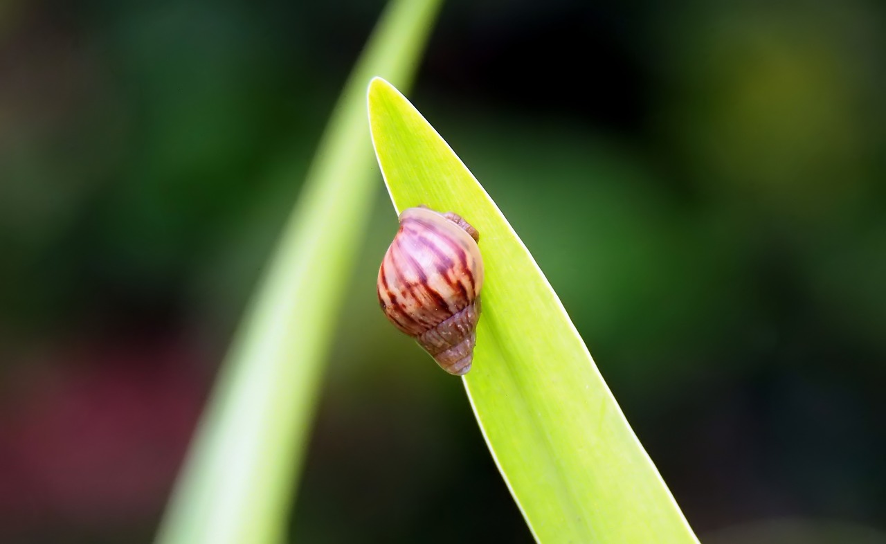 outdoor  snail  animal free photo