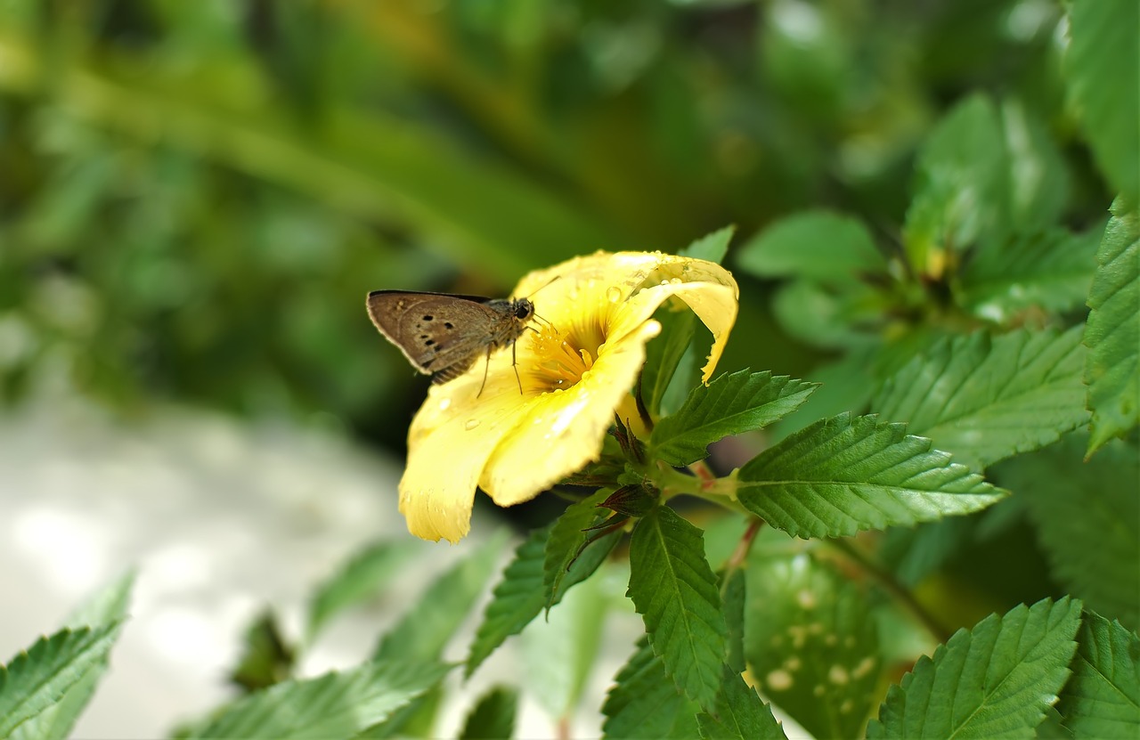 outdoor  flower  wet free photo