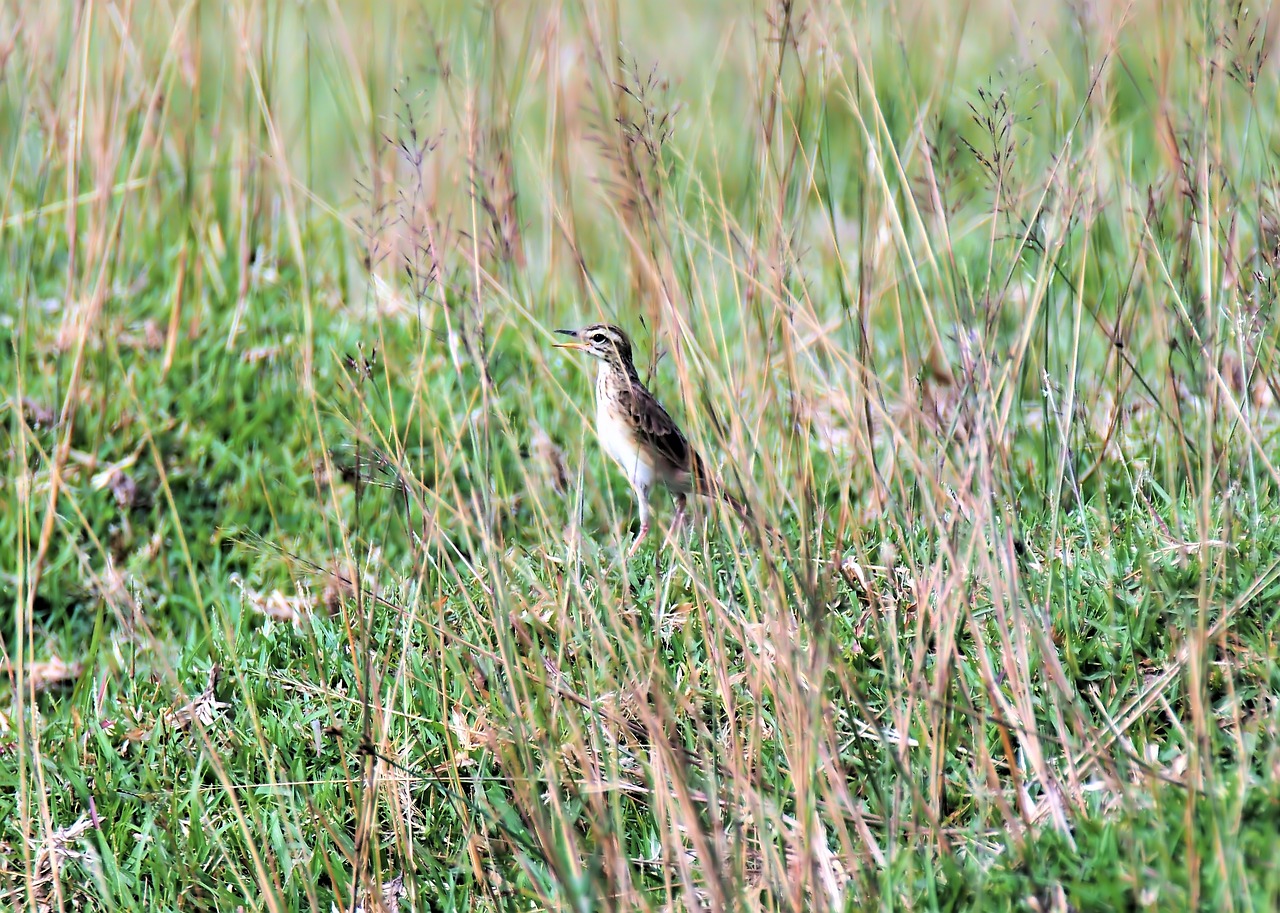 outdoor  bird  fields free photo