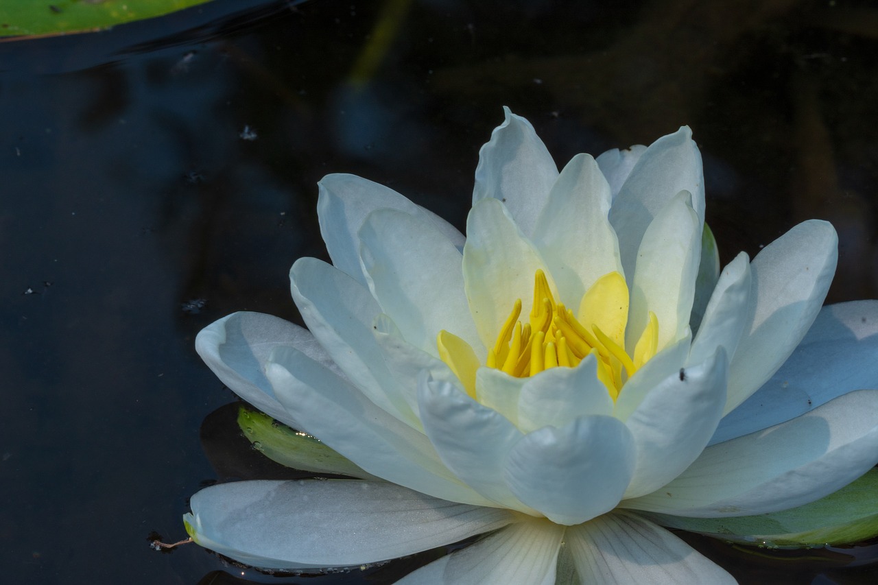 outdoor  nature  lake free photo