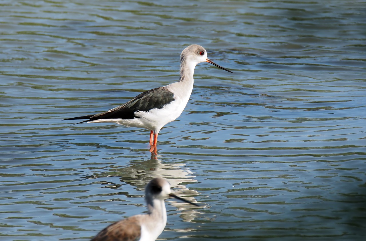 outdoor  bird  wild free photo