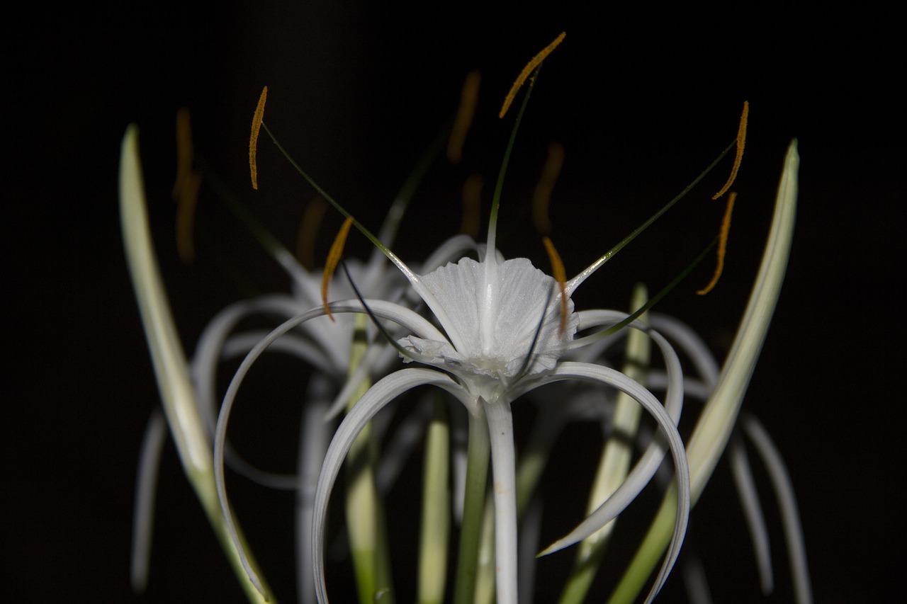 outdoor  flower  blooming free photo