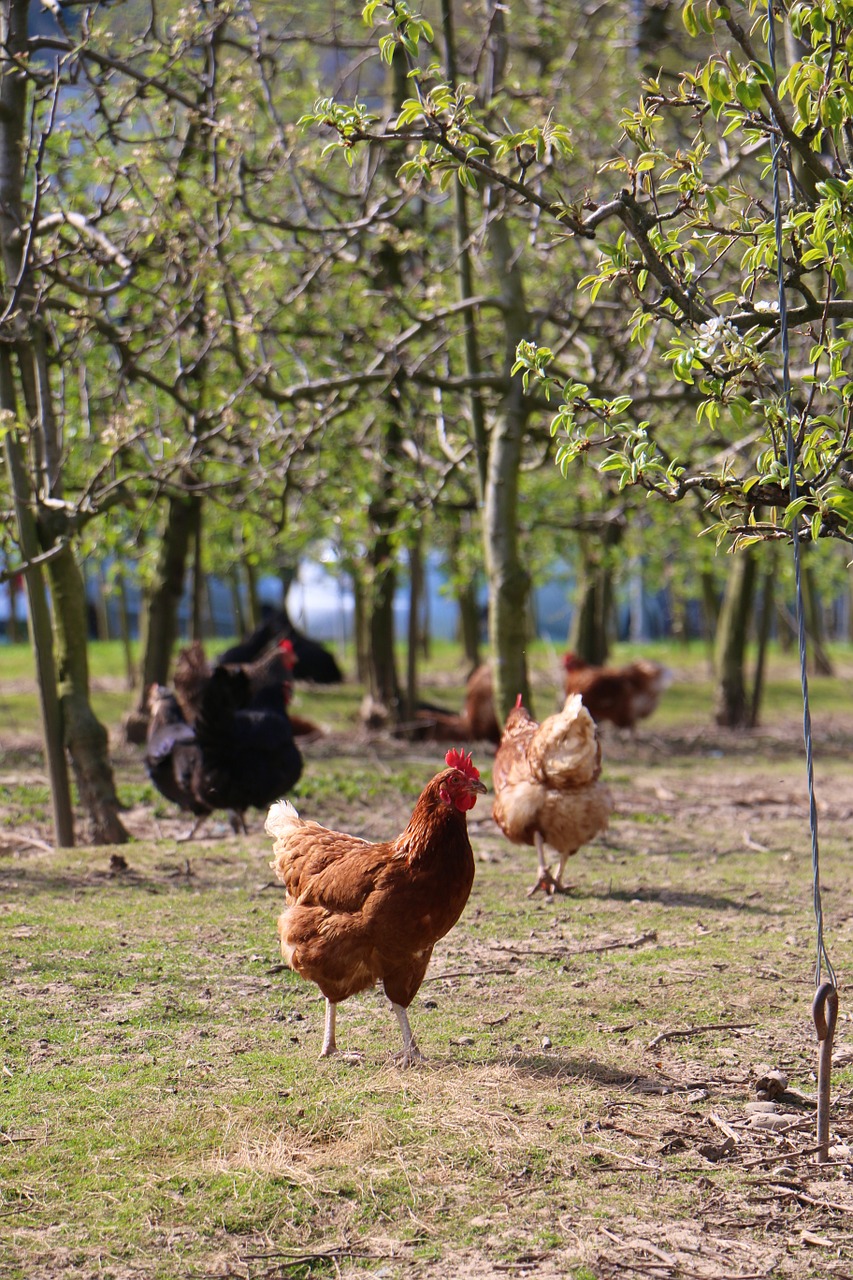 outdoor chickens spout free photo