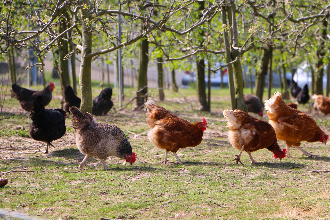 outdoor chickens spout free photo