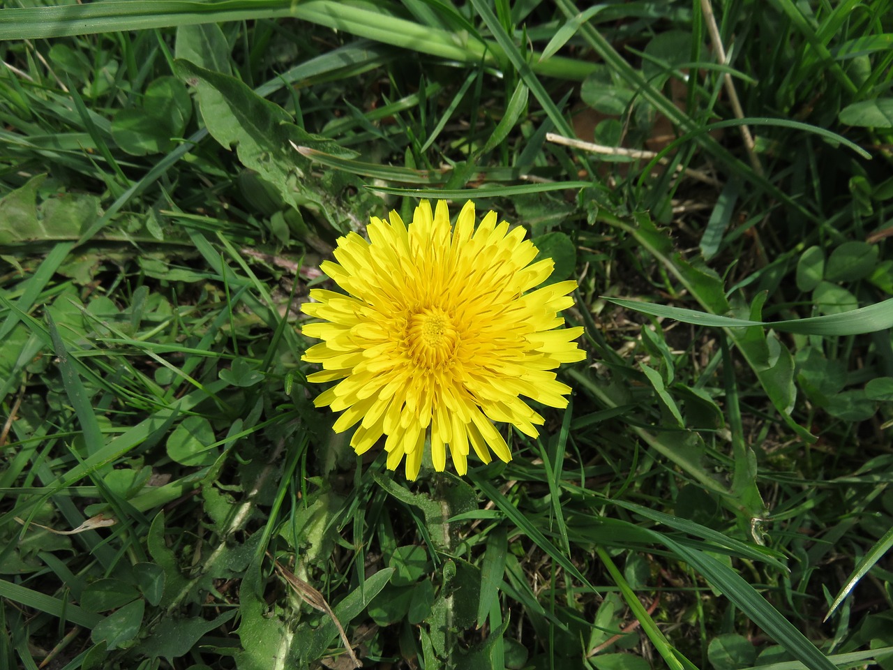 outdoor plant dandelion free photo