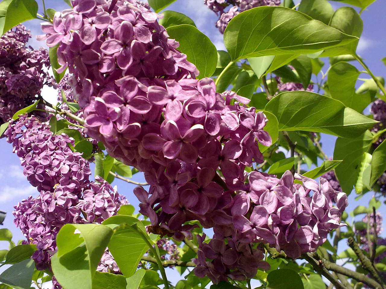 outdoors light purple lilac free photo