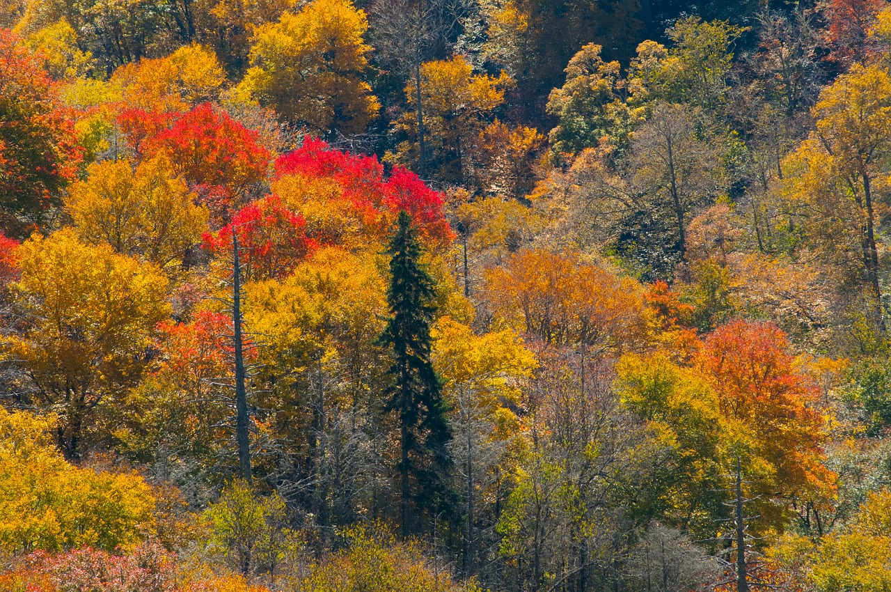 outdoors park landscape free photo