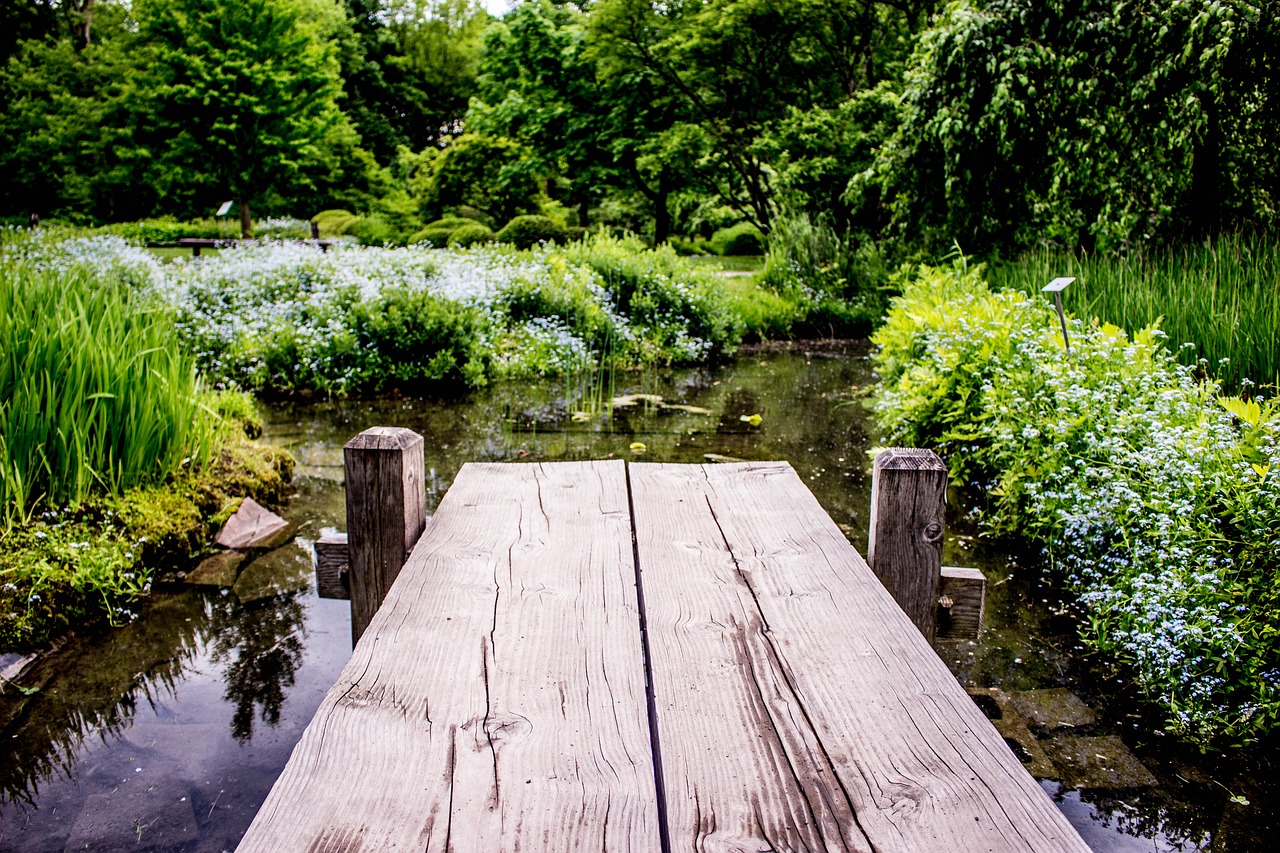 outdoors nature summer free photo