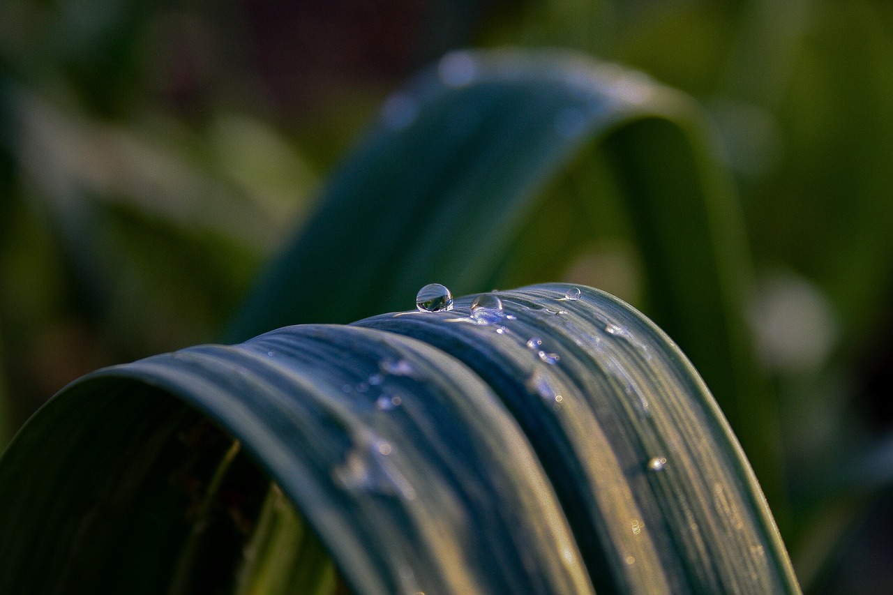 outdoors nature blur free photo