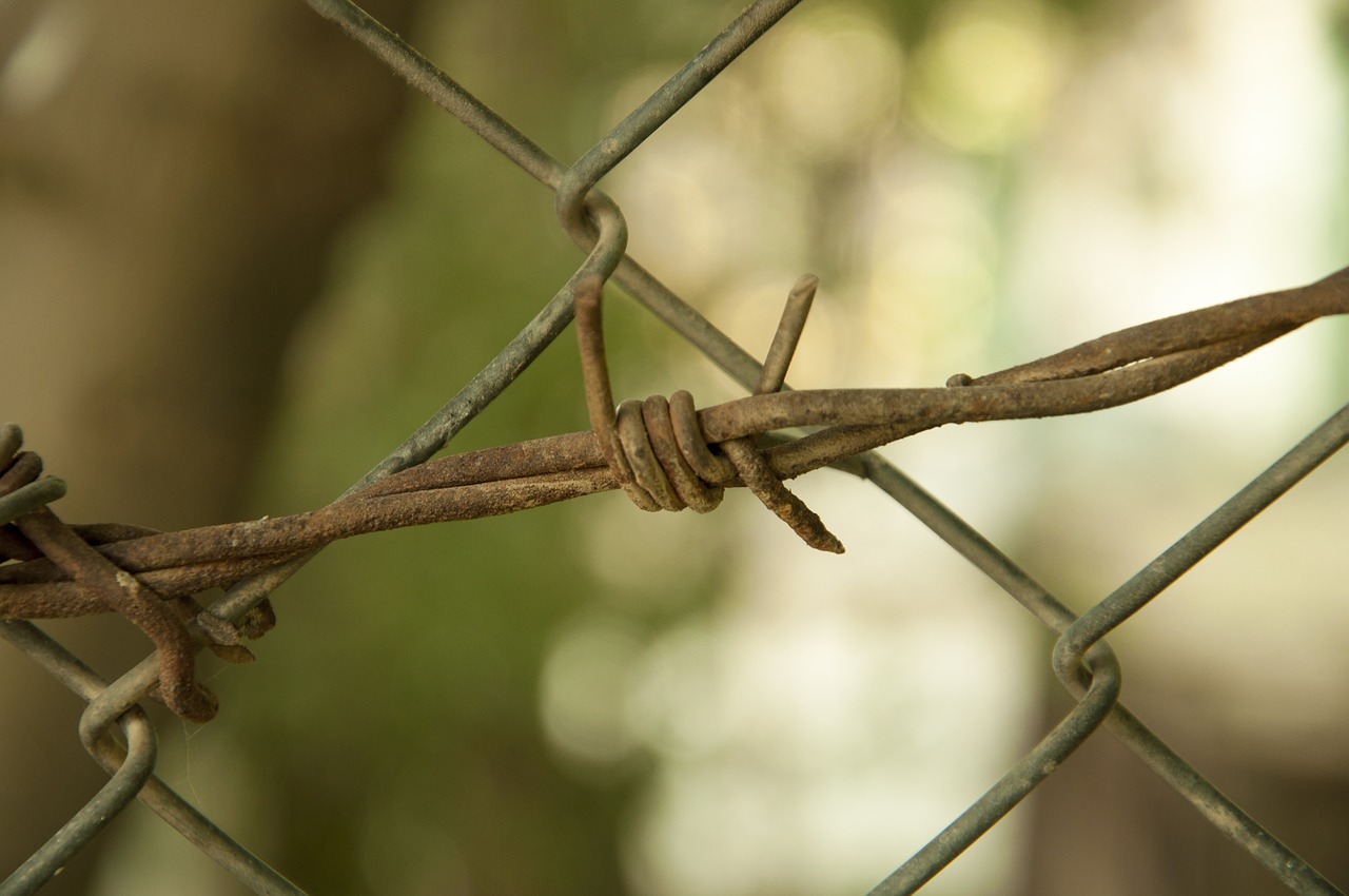 outdoors nature barbed wire free photo