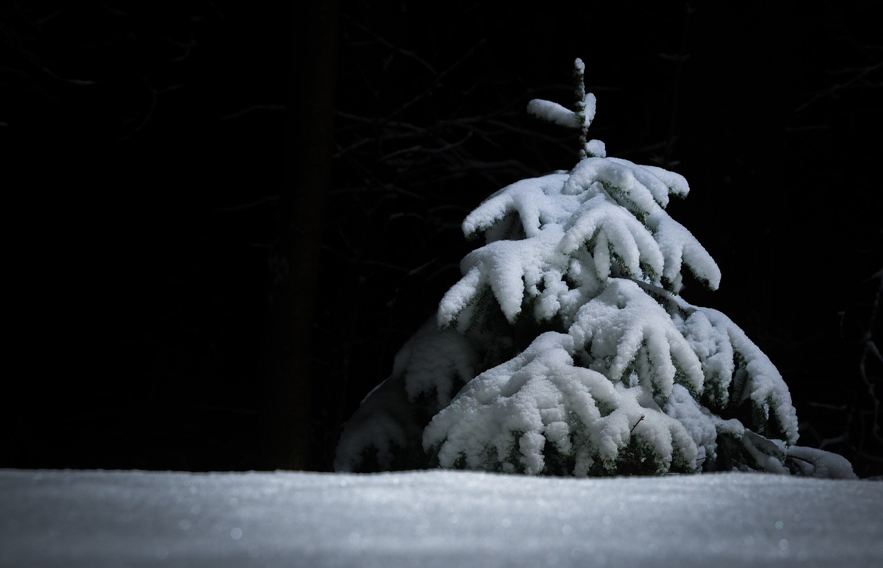 outdoors snow winter free photo