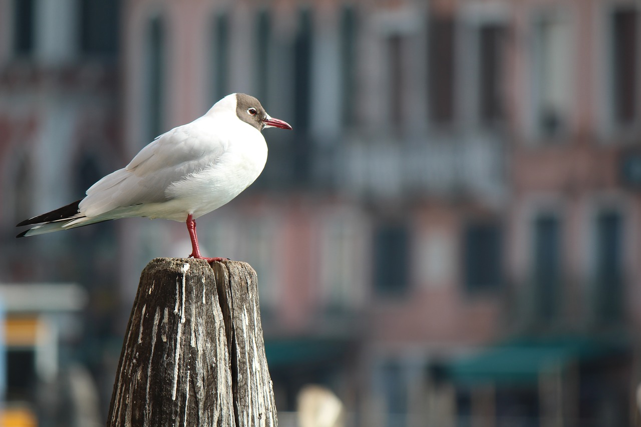 outdoors bird city free photo