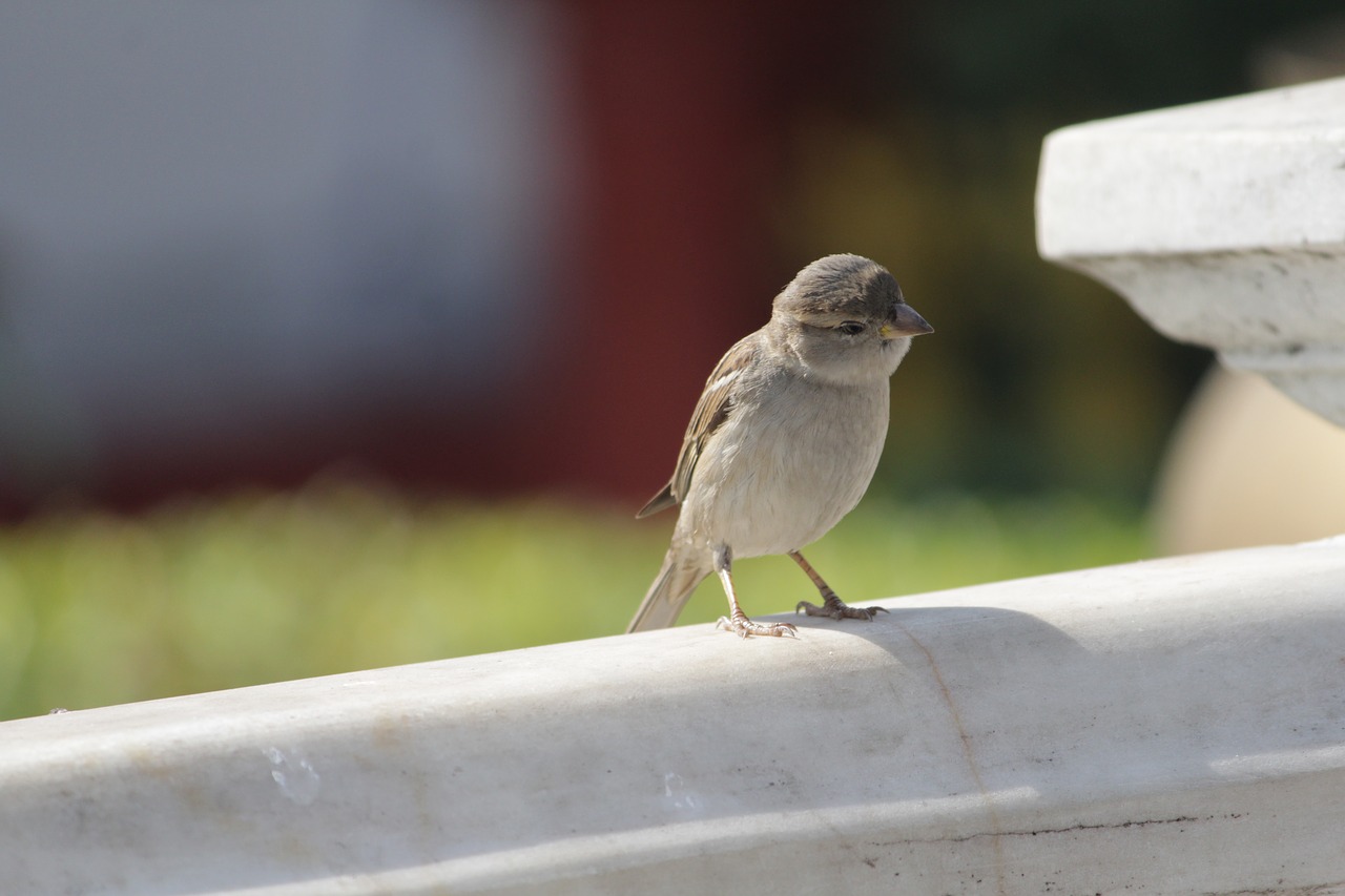 outdoors nature sparrow free photo