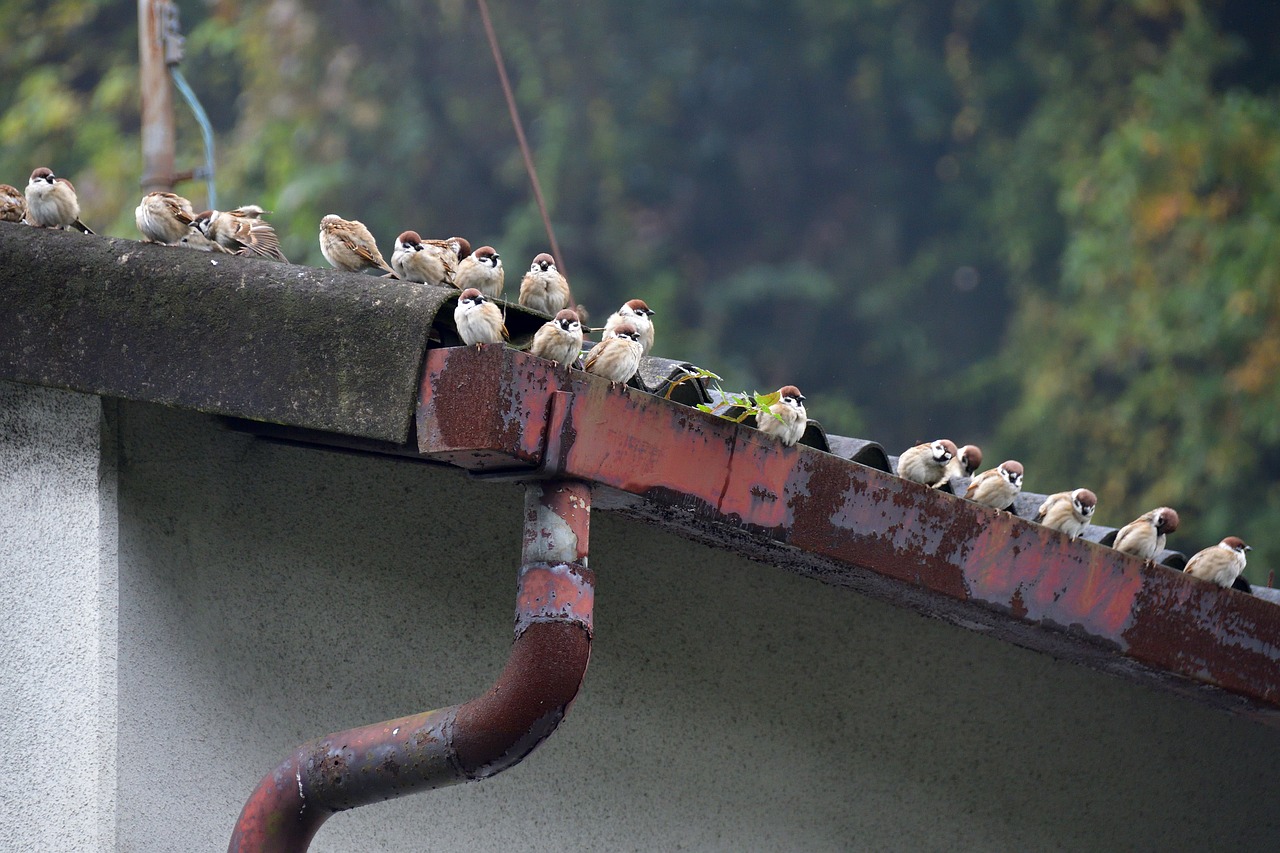 outdoors bird natural free photo