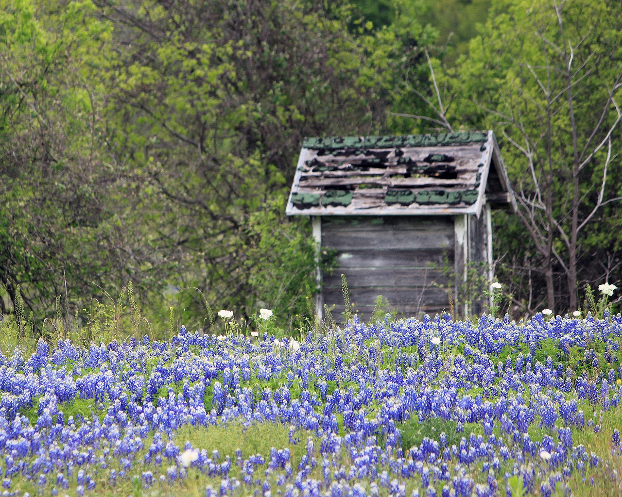 outdoors wood wildflower free photo