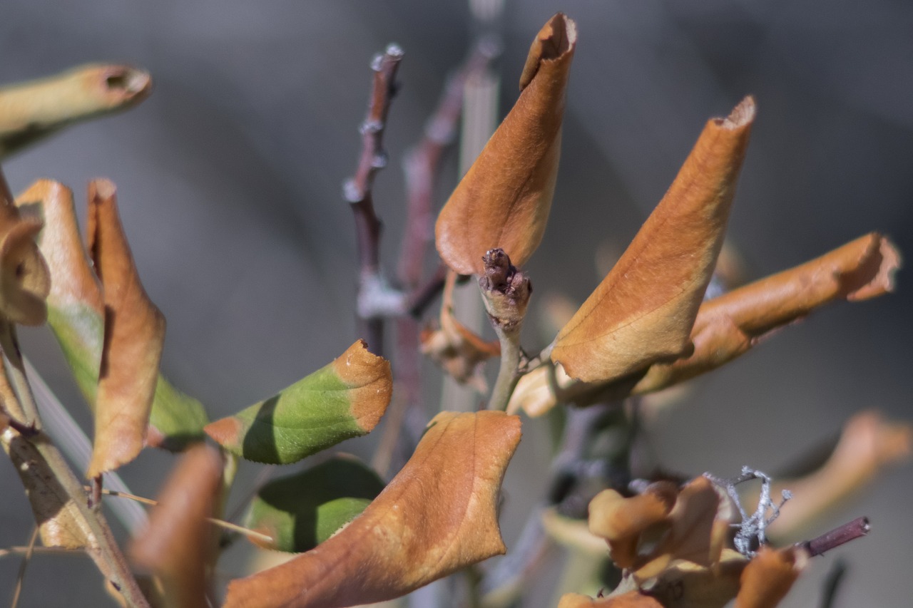 outdoors spring leaves macro free photo