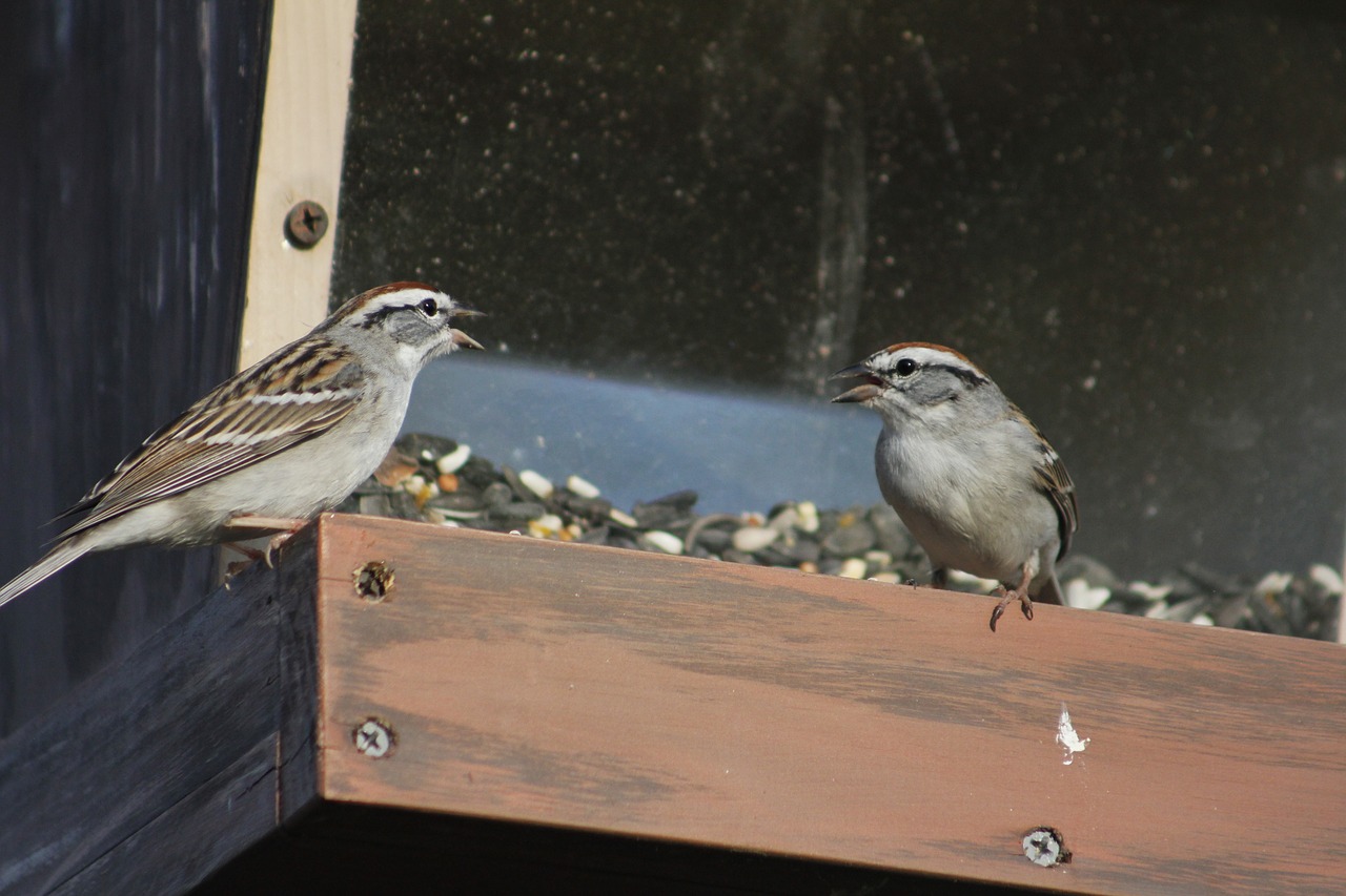 outdoors bird nature free photo