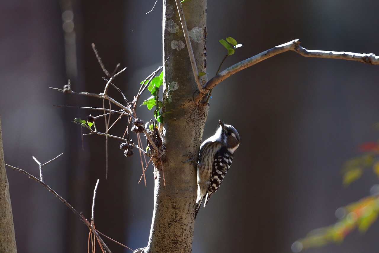 outdoors natural wild animals free photo